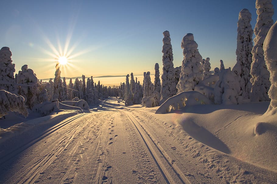 árvores, coberto, neve, claro, azul, céu, finlândia, lapônia, invernal, esqui cross country