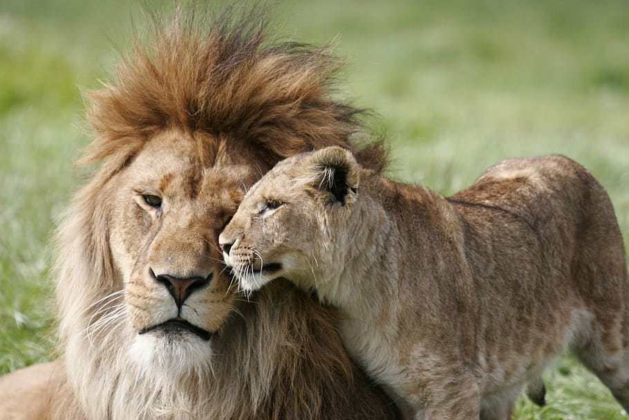 león, al lado, cachorro, acostado, hierba, tomado, durante el día, leona, pareja, amor