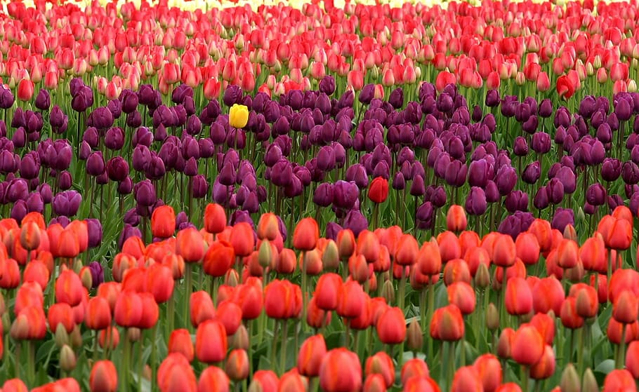 purple, red, rose, field, tulips, flowers, yellow, unique, stand out, be yourself