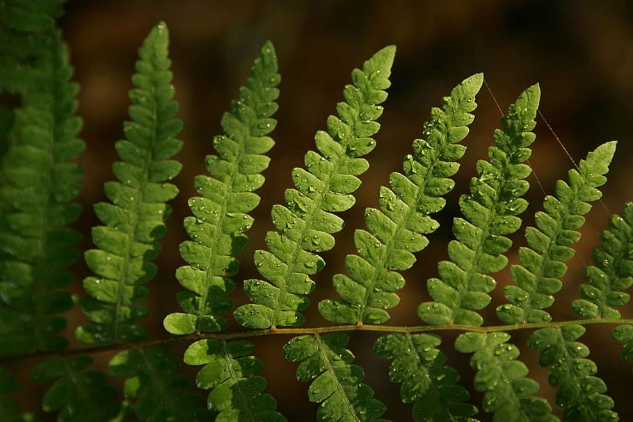 moisture, giving, life, providing, leaf, fern, rests, gently, morning, drops