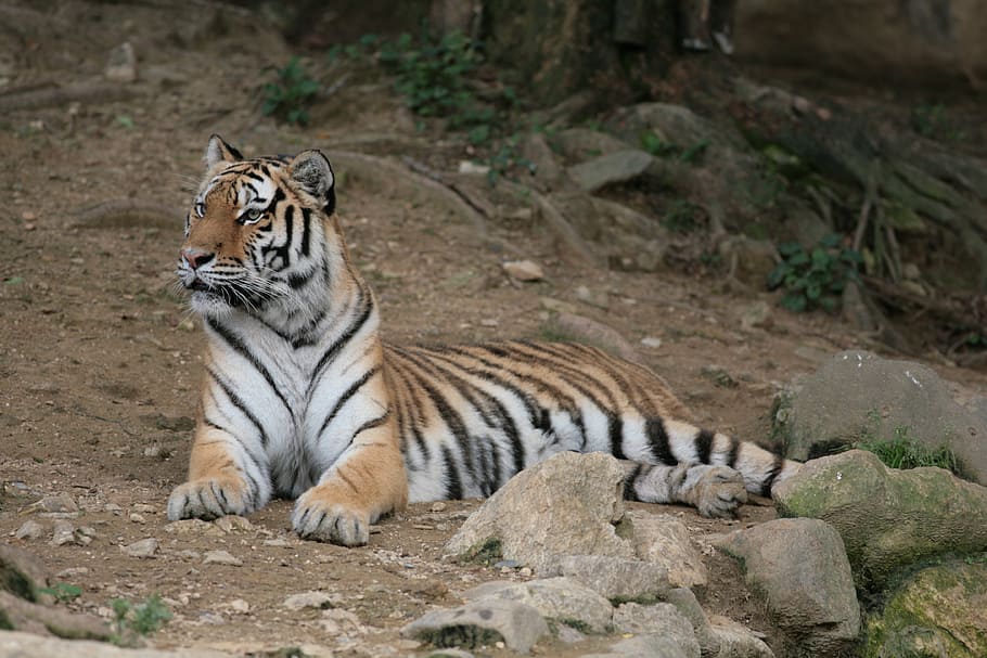panthera tigris, tiger, seoul zoo, animal themes, animal, feline, big cat, animals in the wild, animal wildlife, mammal