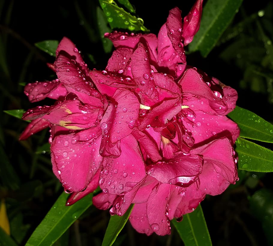 Bunga, Oleander, Kelopak, Merah Muda, bunga merah muda, mekar, flora, musim semi, basah, hujan