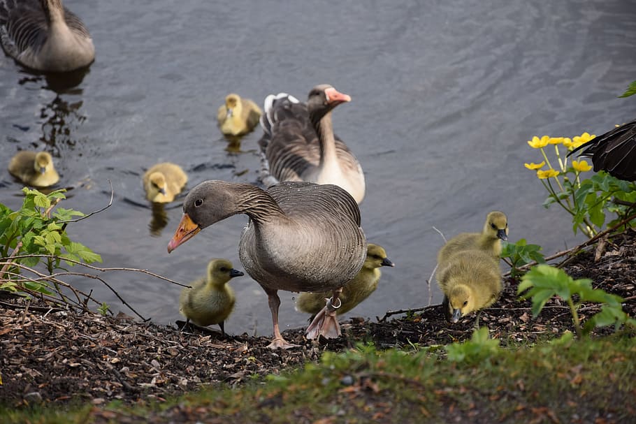 Chicks, Geese, Bird, Goose, Animal, wild goose, greylag goose, water bird, feather, water