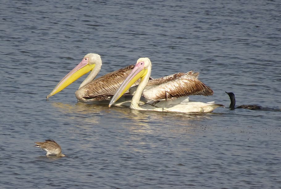 pelican, bird, great white pelican, pelecanus onocrotalus, eastern white pelican, rosy pelican, white pelican, water, wildlife, nature