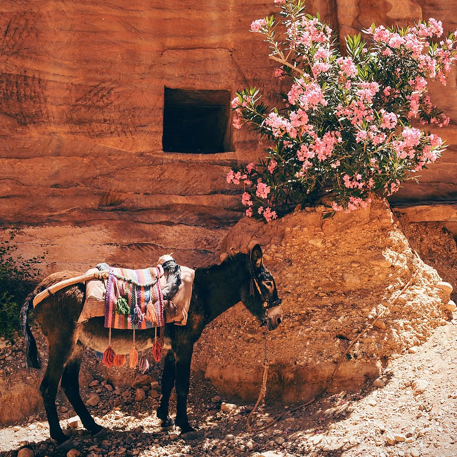 cavalo, em pé, ao lado, flor, montanha, burro, animal de estimação, passeio, planta, fora