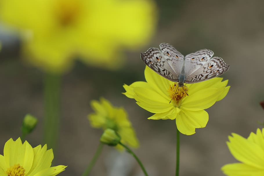 Open Wings Butterfly Yellow Flower Pollen Food Stand On