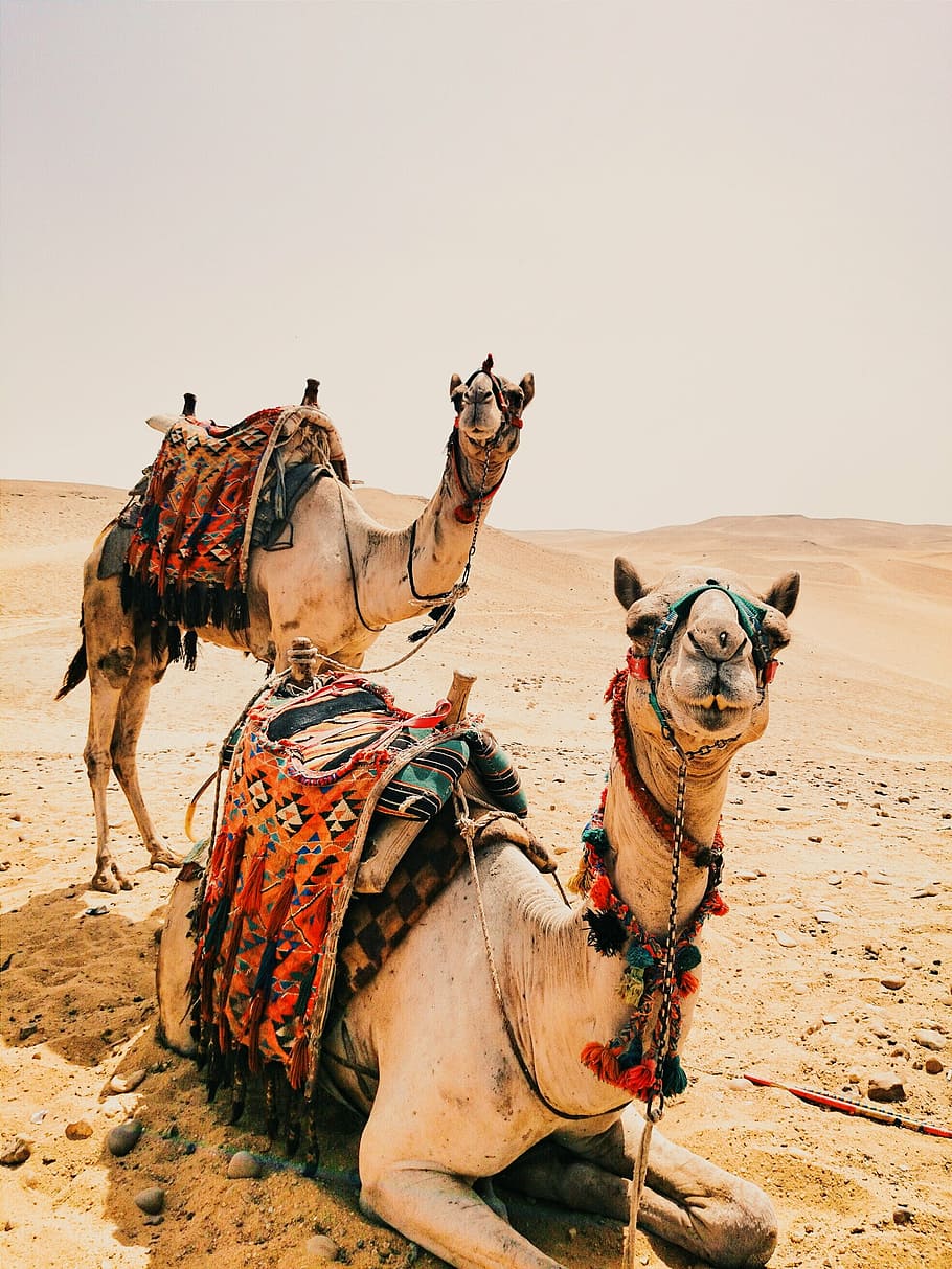 dois, marrom, camelos, cinza, deserto, areia, seco, quente, camelo, duna de areia