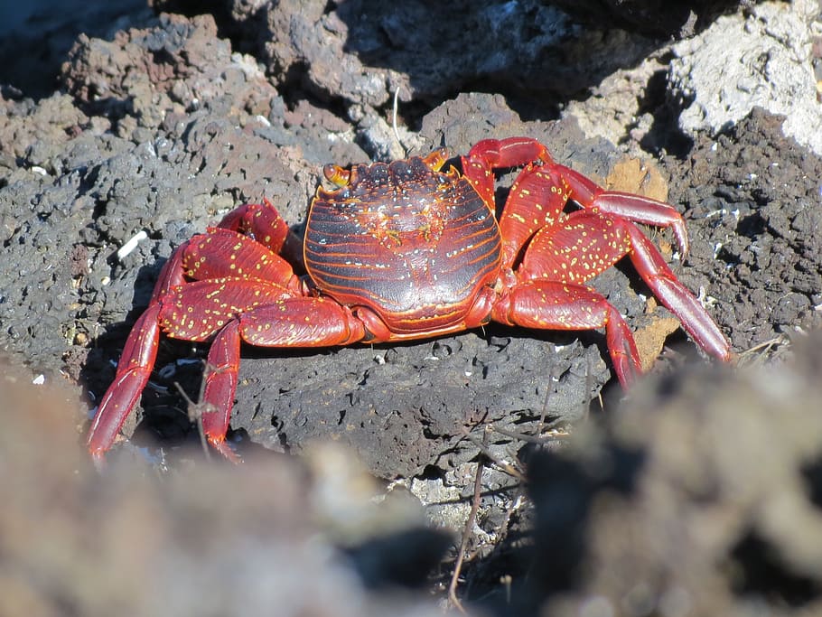 crab, sally lightfoot crab, red, lightfoot, sally, ocean, rock, shellfish, macro, shell