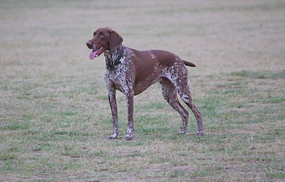 dog, pointer, brown white, large, stand, pedigree, pet, park, animal, canine