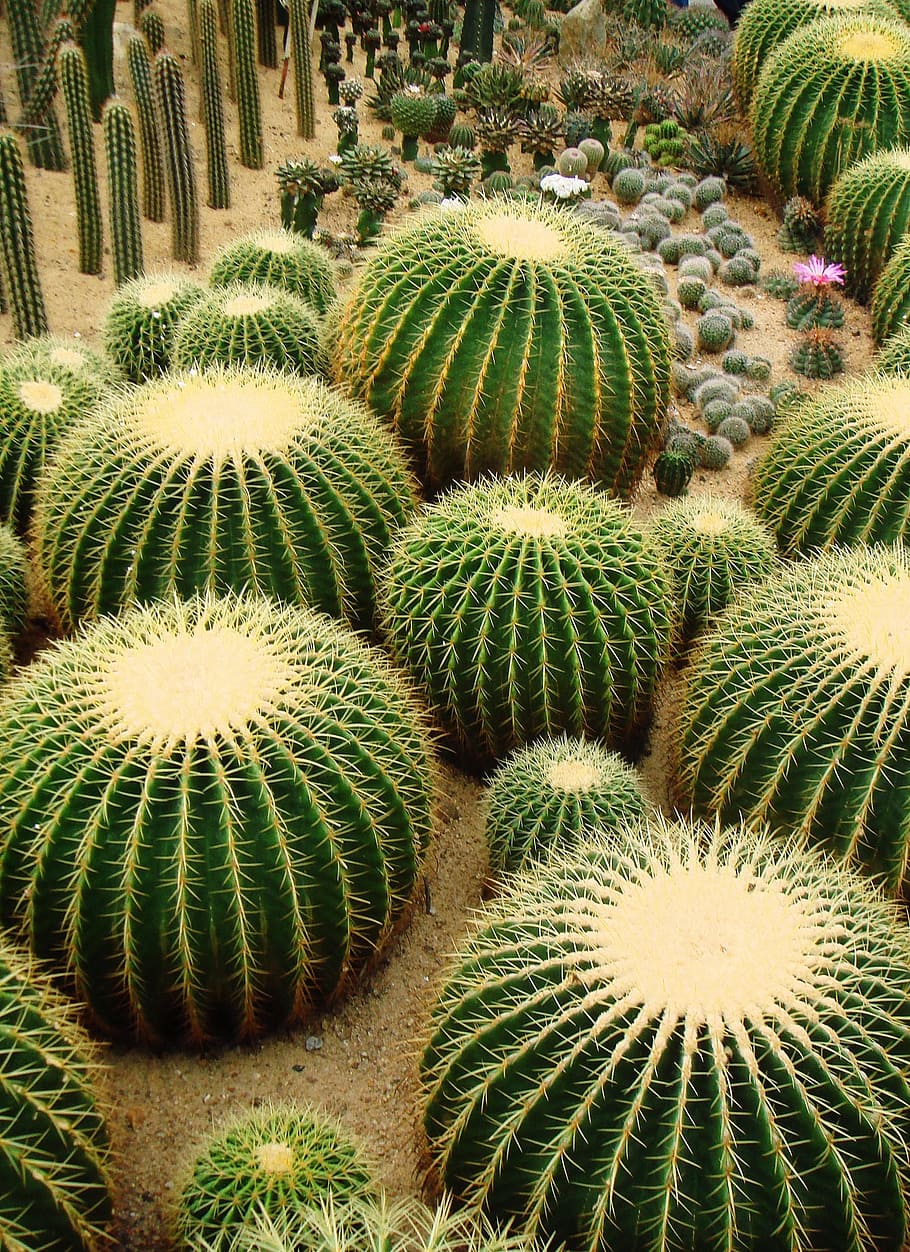 Cactus, puntiagudo, espinoso, desierto, suculento, agudo, planta, naturaleza, planta suculenta, espina
