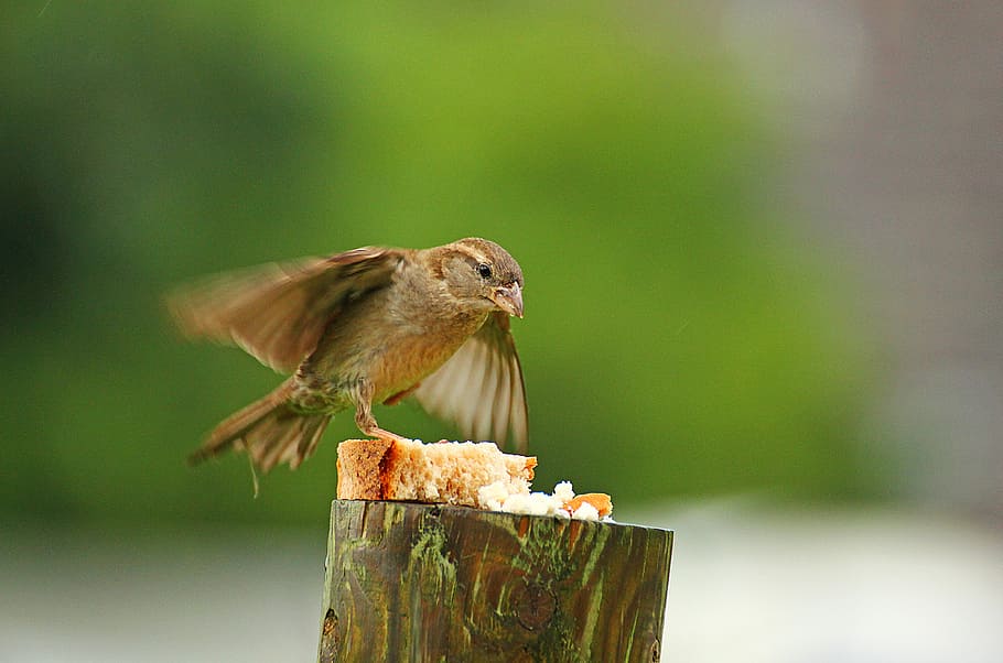 selective, focus photography, bird, catching, bread, top, post, sparrow, movement, animal