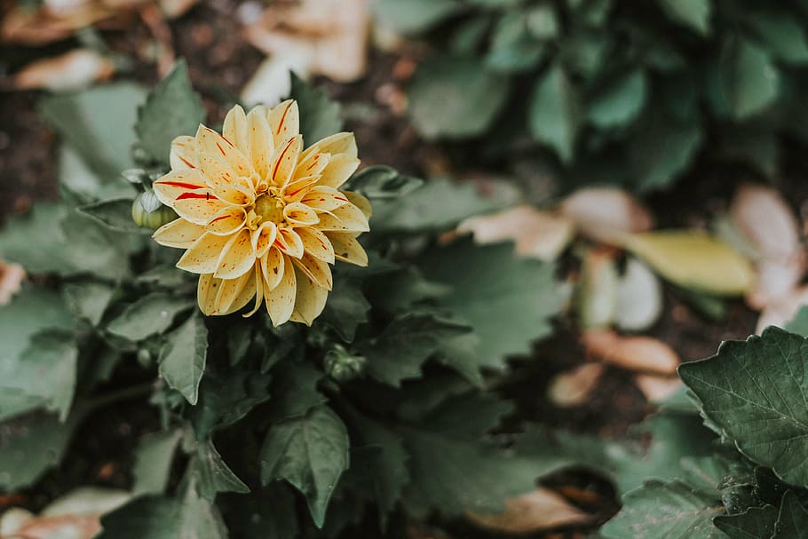 close-up photography, yellow, red, dahlia flower, green, leaf, plant, nature, blur, flower