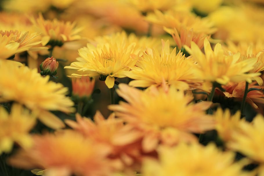 chrysanthemum, chrysanthemums, flowers, plants, yellow, orange, autumn color, nature, flower, background