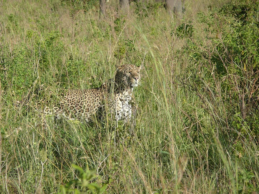 leopardo, gato, africano, natureza, quênia, grama, selvagem, masai, mara, temas animais