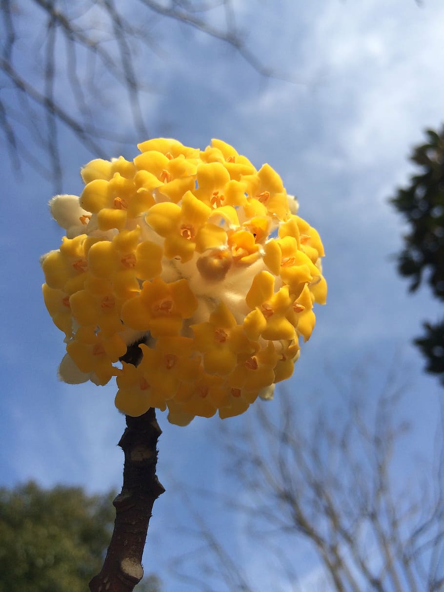 Весенний узелок. Эджвортия золотистоцветковая. Эджвортия фото. Edgeworthia chrysantha grandiflora отзывы.