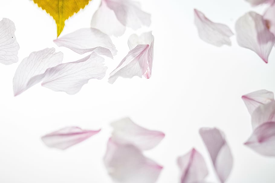 fotografia, branco, pétalas, caindo, cereja japonesa, folhas caindo, flor, flor de cerejeira, folhas, rosa