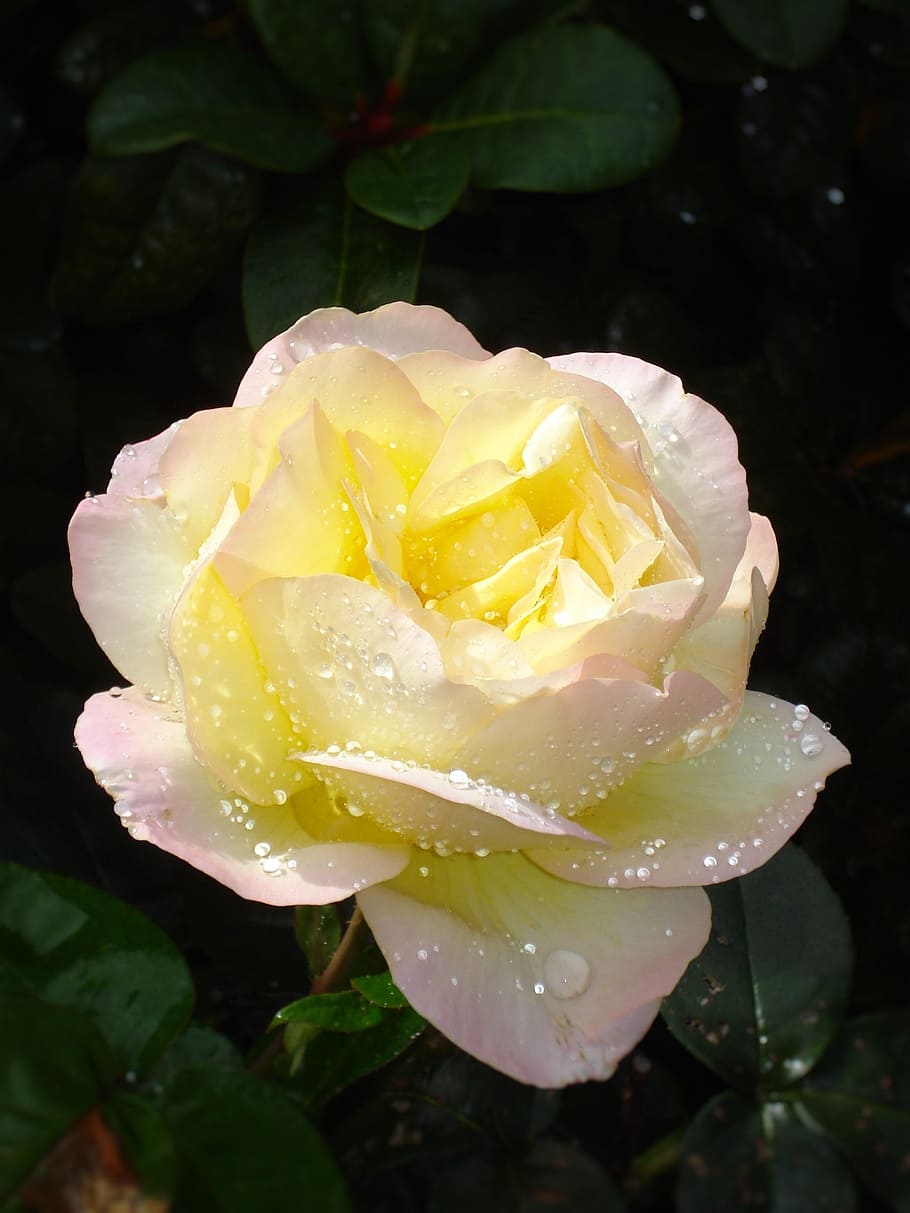 amarelo, nobre, rosa, flor, rosa nobre amarela, florescer com borda roxa, muitas gotas de chuva, natureza, pétala, planta