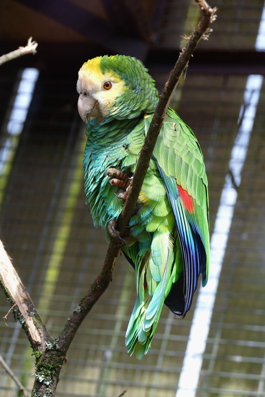 bird, parrot, animal, wildlife, feather, nature, parakeet, beak, tropical, wing