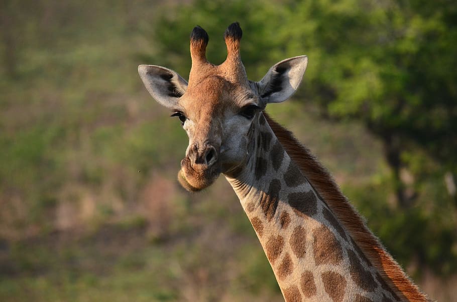 jerapah, afrika, sabana, afrika selatan, margasatwa, safari Hewan, alam, hewan In The Wild, hewan, mamalia