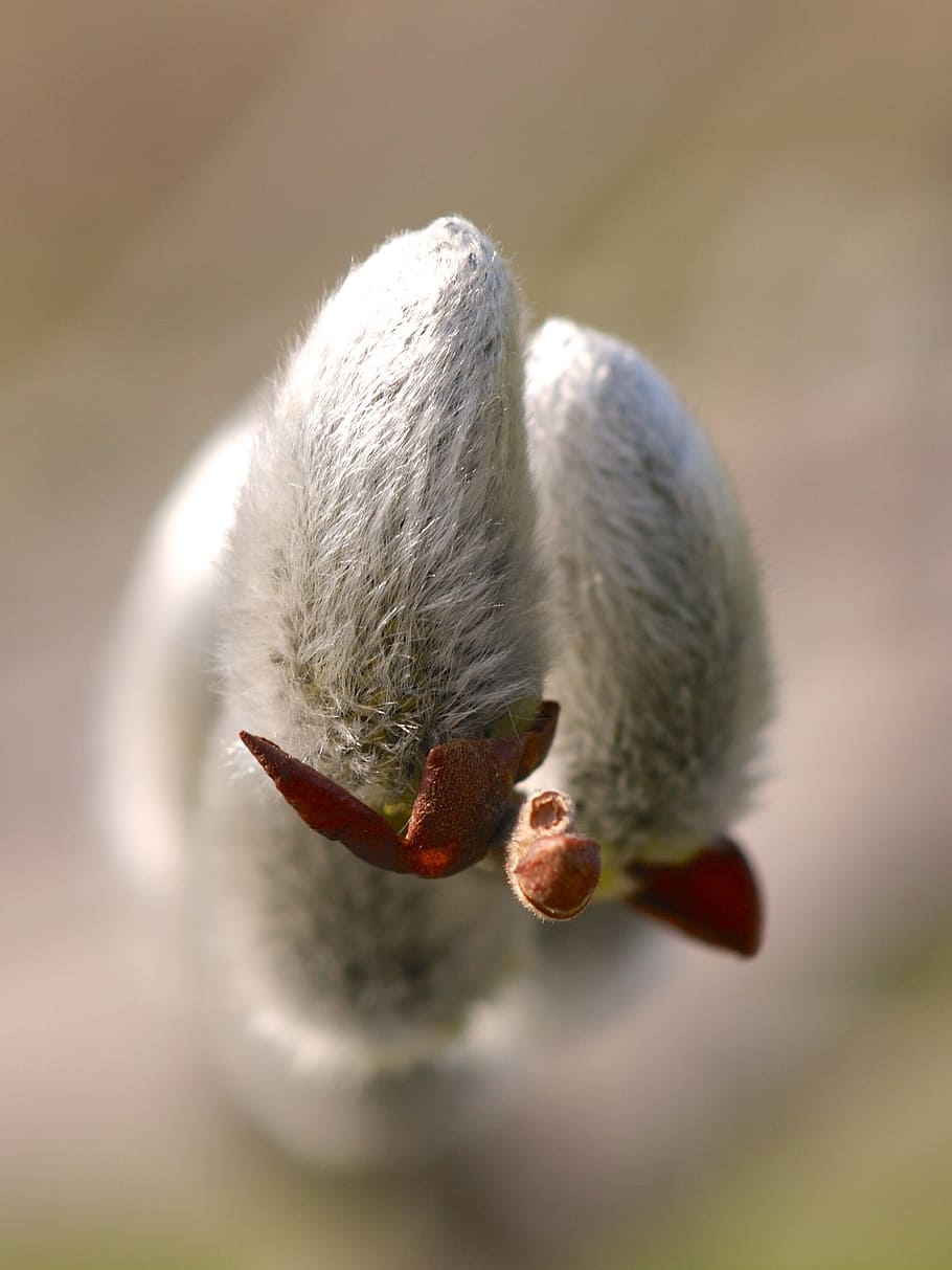 spring, pussy willow, grazing greenhouse, march, signs of spring, frühlingsanfang, bloom, velvet, sun, furry