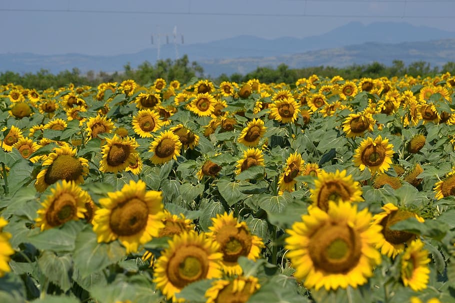 close, sun flower field, close up, Sun Flower, field, sunflowers, landscape, japan, mountain, countryside