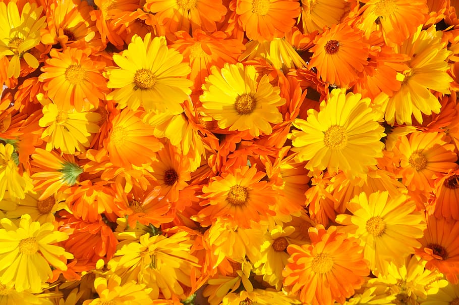 fill, frame photography, yellow, flowers, marigold, calendula officinalis, summer flower, medicinal plant, orange, plant