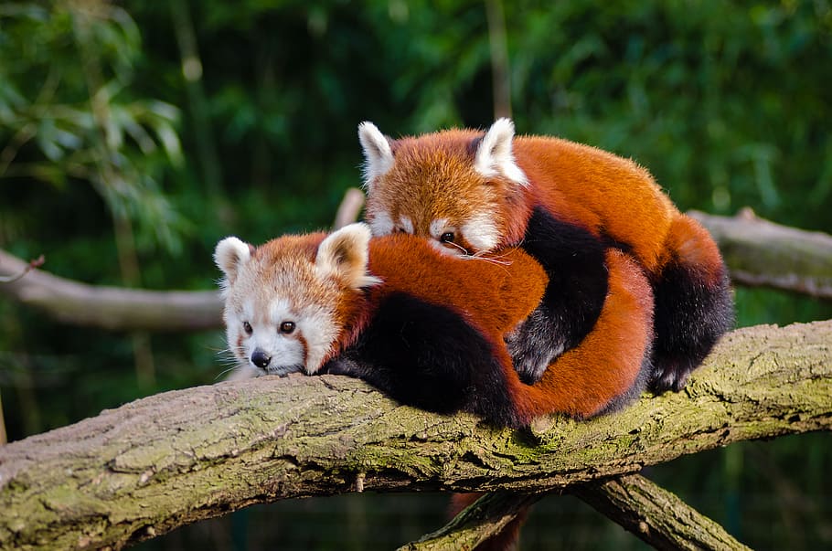 Vermelho, pandas, raposa vermelha, temas animais, animal, animais selvagens, panda vermelho, mamífero, animais em estado selvagem, árvore