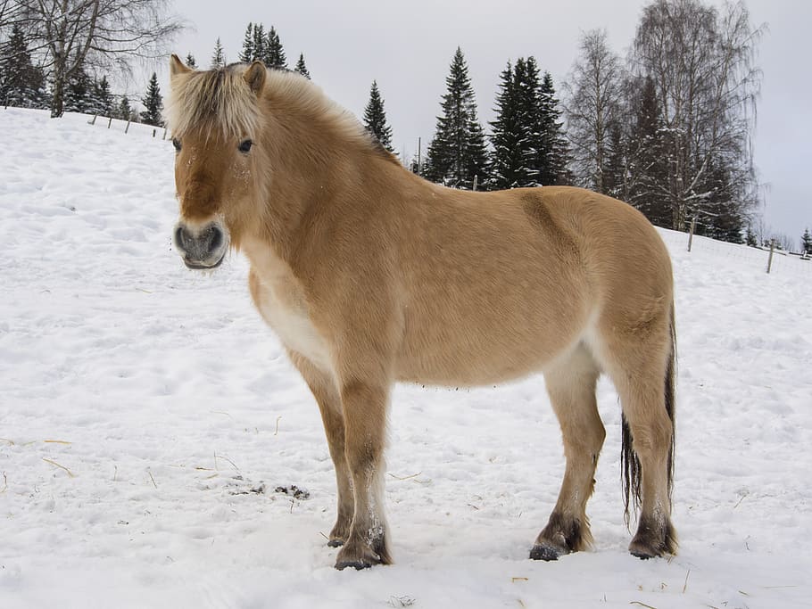 horse, norwegian, fjord horse, winter, snow, fjord none, national horse race, norway, cold temperature, mammal