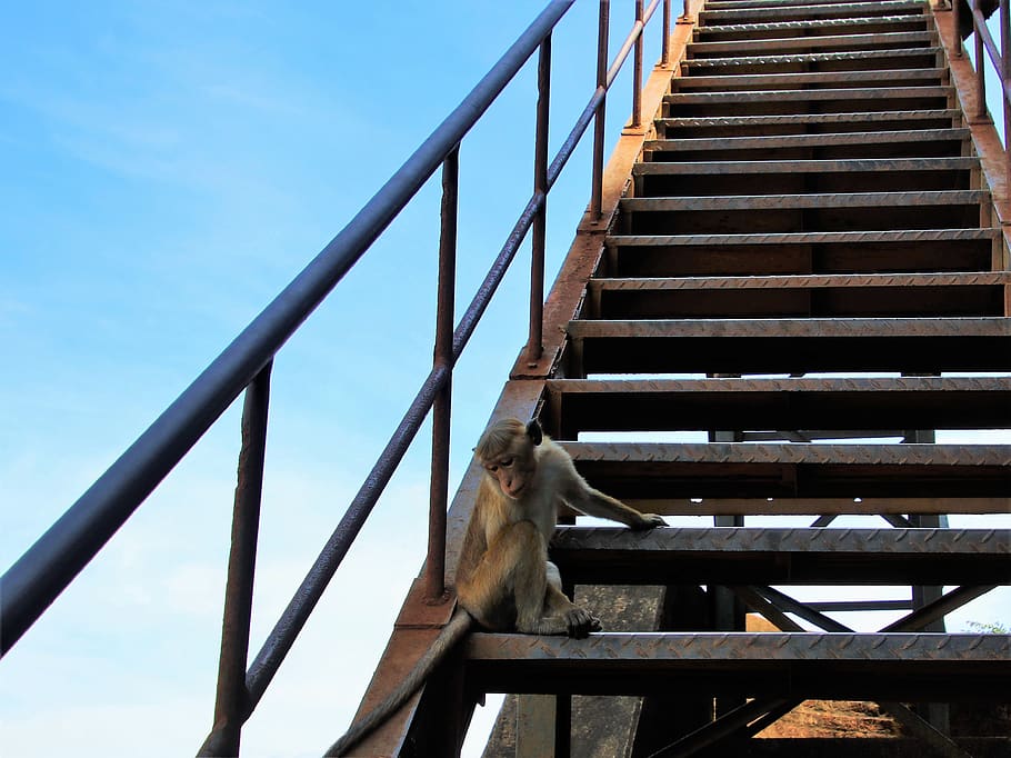 monkey, animal, stairs, no one, sky, at the court of, the structure of the, travel, metal, tourism
