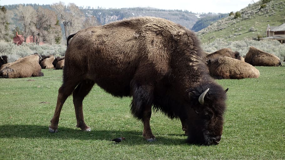 marrom, preto, bisonte, comendo, grama, búfalo, Yellowstone, parque nacional, parques nacionais, estados unidos