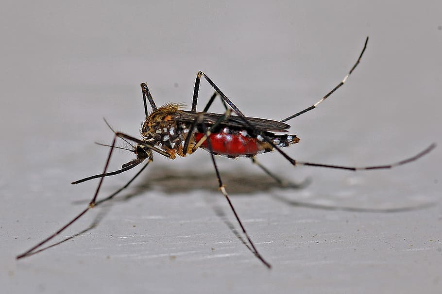 beige, negro, foto de primer plano de mosquito tigre, mosquito, insecto, macro, biología, animal, naturaleza, error