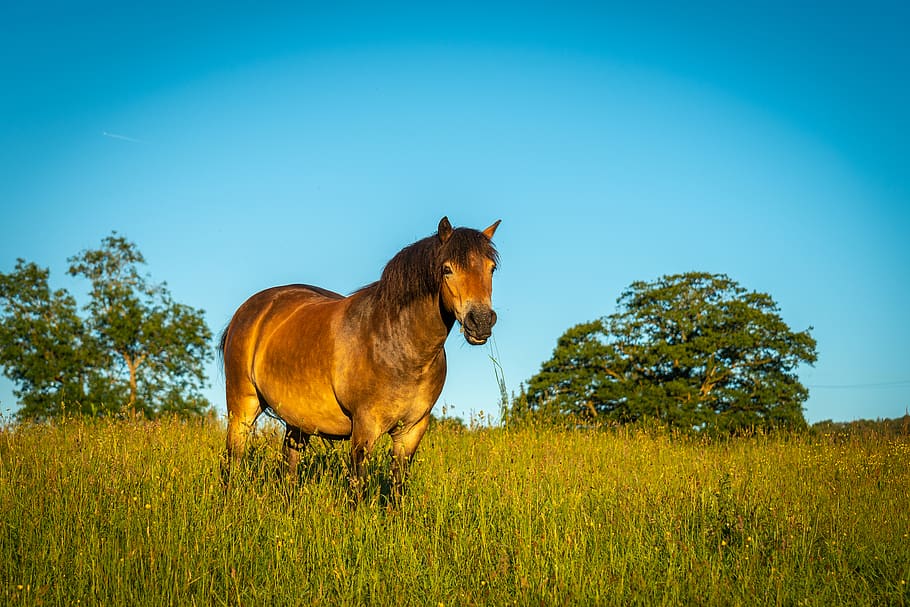 horse, pasture, sunny, animal, field, farm, equine, equestrian, nature, landscape