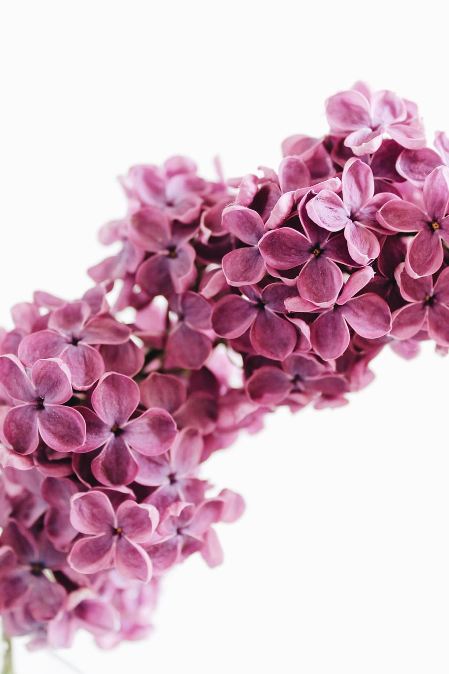 ungu, berwarna merah muda, Mei, bunga-bunga, musim semi, alam, Flora, menanam, taman, bunga lilac