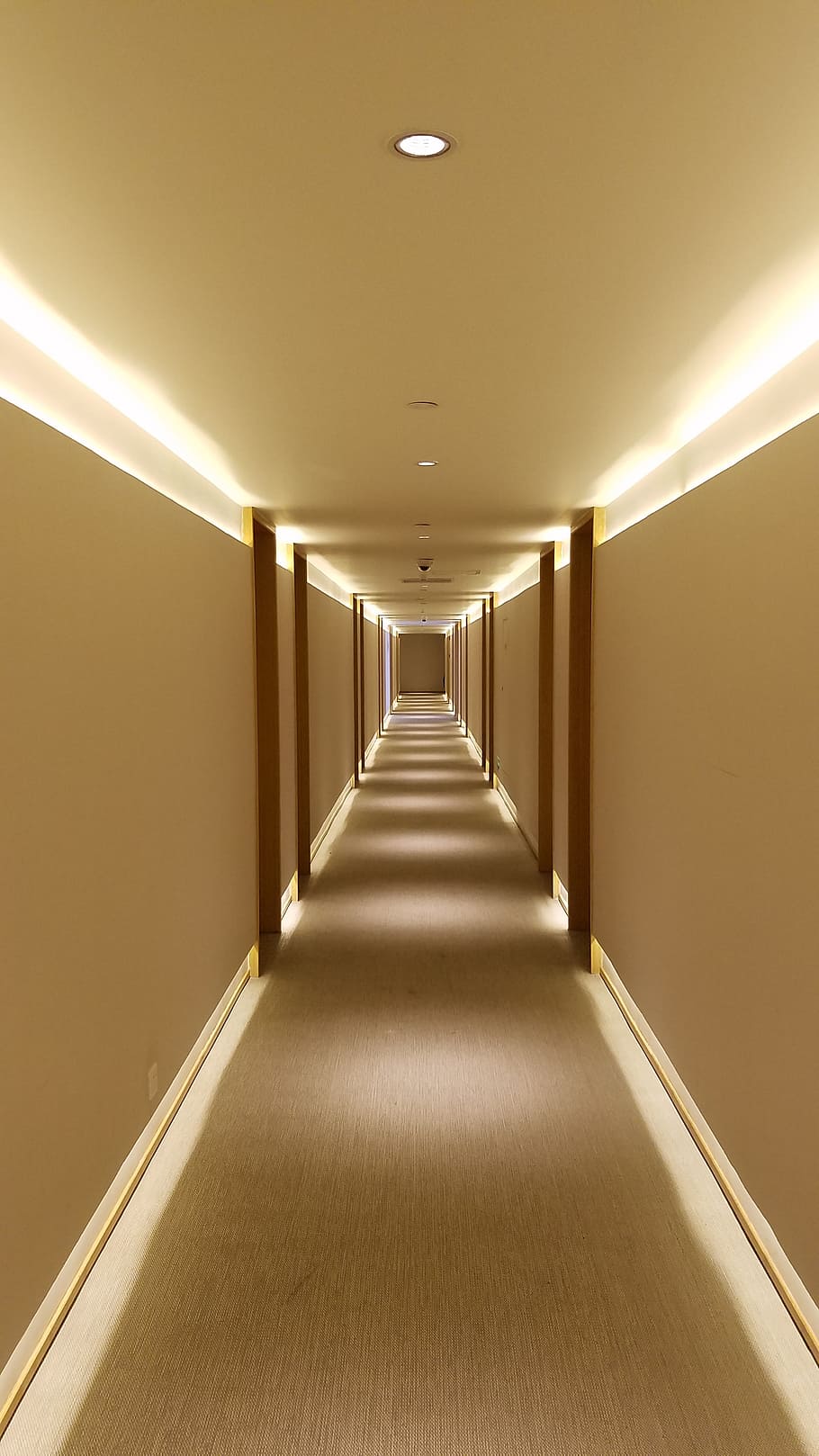 hotel, koridor, karpet, kosong, diterangi, jalan ke depan, arah, di dalam ruangan, arsitektur, peralatan pencahayaan