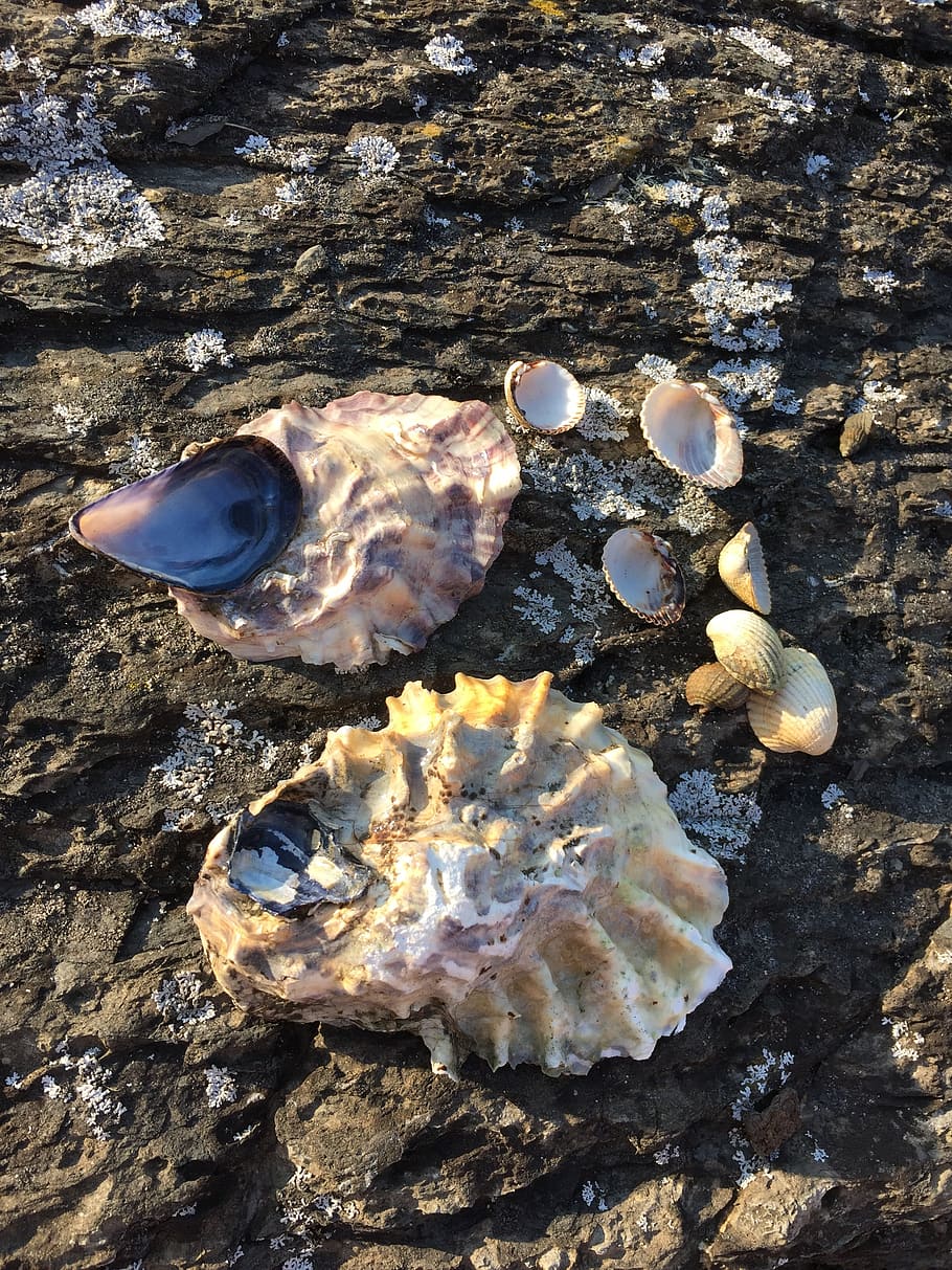 bolsa of seashells for crafts