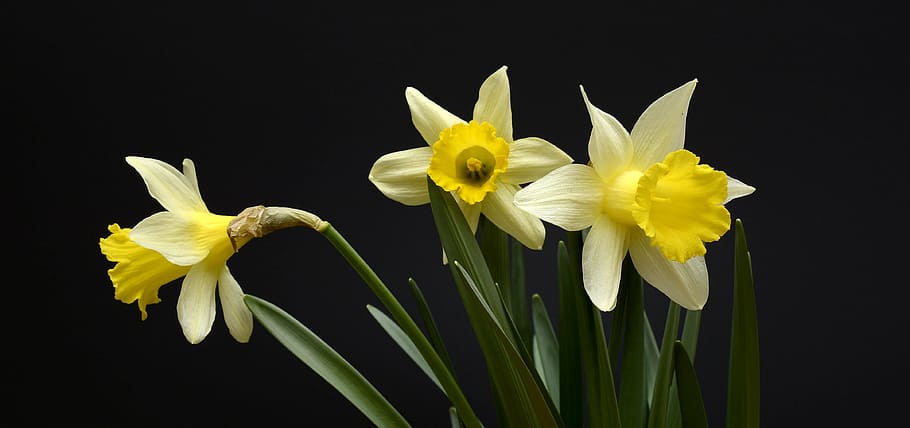 shallow, focus photo, white, petaled flower, daffodils, flowers, yellow, spring, daffodil, narcissus pseudonarcissus