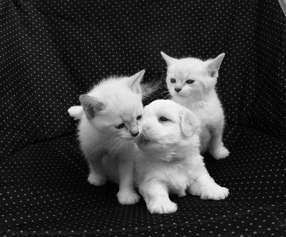 two, white, kittens, one, medium-coated puppies, black, textile, kiss, puppy kittens, dog cats