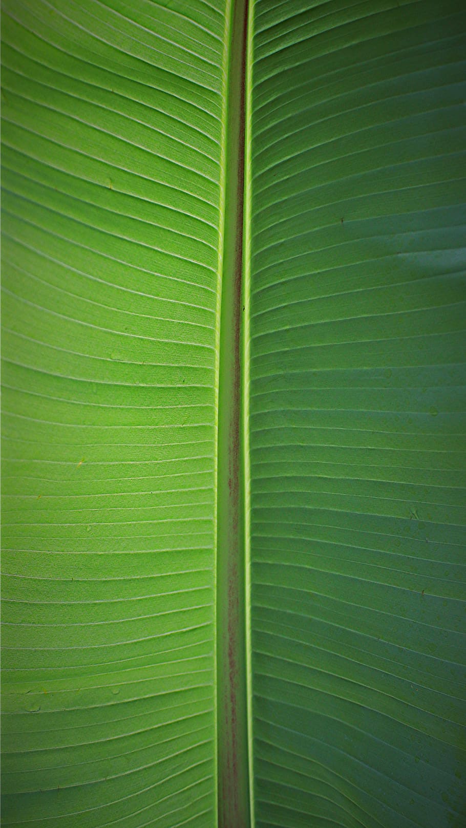 leaf, palm, james, leaf green, background, banner, leaf veins, nature, plant, rainforest