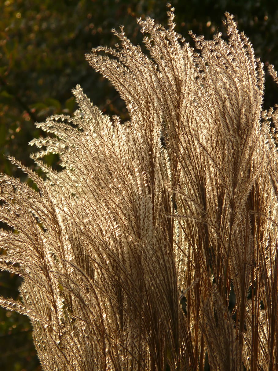 miscanthus, miscanthus sinensis, Miscanthus Sinensis, miscanthus, back light, licorice, poaceae, silver spring, bamboo grassedit this page, small elefantengras, shimmer