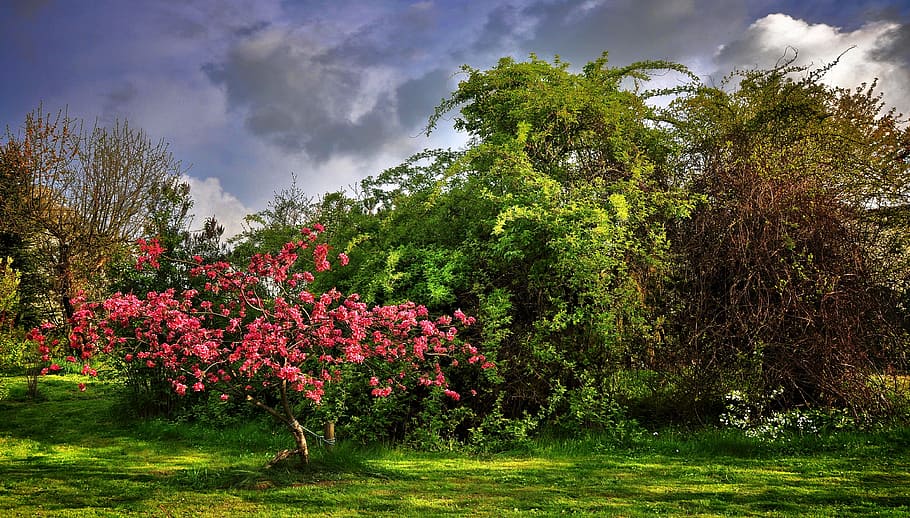 green leafed trees, paradise tree, garden, spring, poland, shrubs, pink, nature, landscape, green