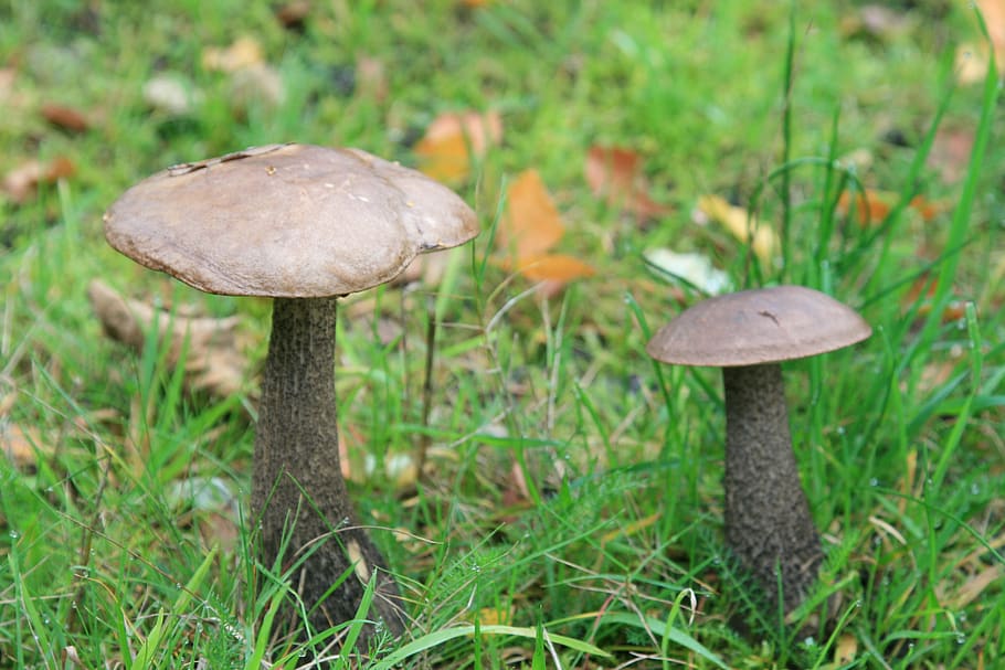mushrooms, brown, brown mushroom, green, fall, sharp, high resolution, mushroom, fungus, vegetable