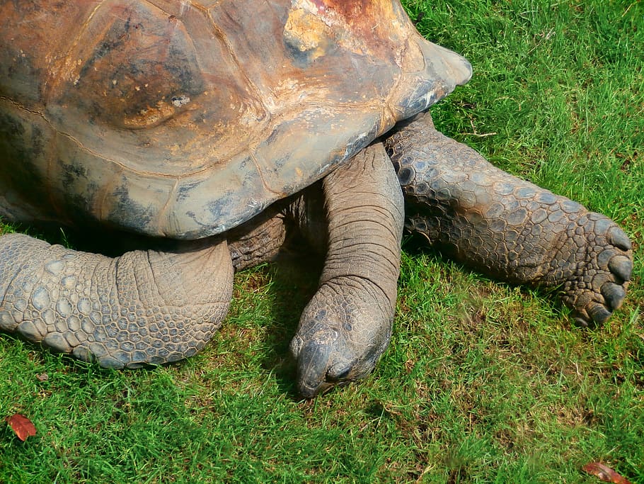tortoise, turtle, turtle giant, giant turtle, animal, reptile, shell, nature, tropicale, animals
