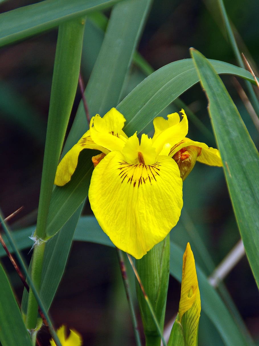 iris, iris water, iris pseudacorus, iridacea, yellow flower, marsh, vegetation, petals, yellow, plant