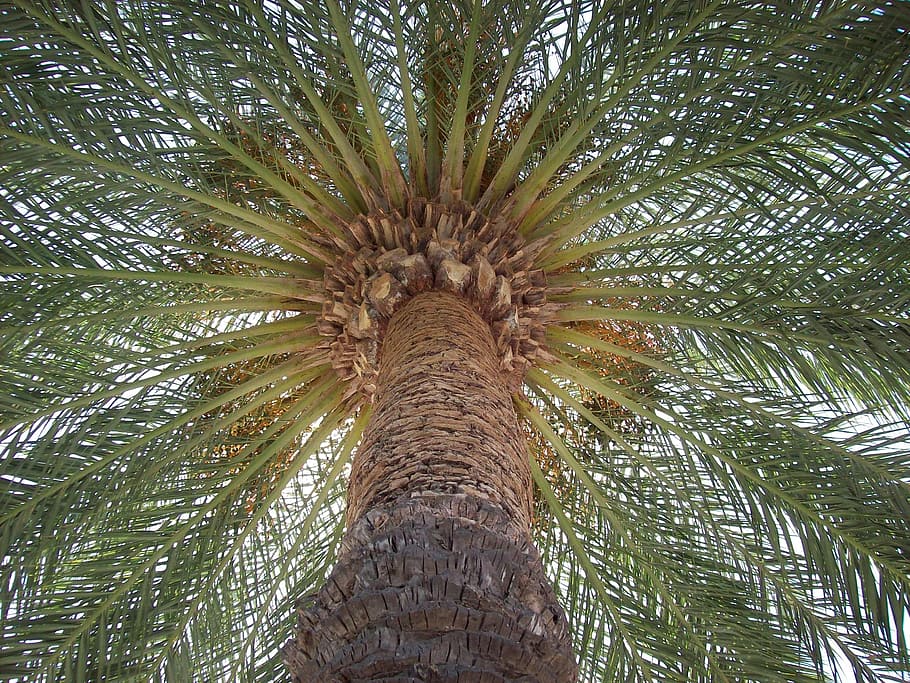 bajo, fotografía de ángulo, verde, hojeado, árbol, palma, sol, vacaciones, ibiza, vista de ángulo bajo