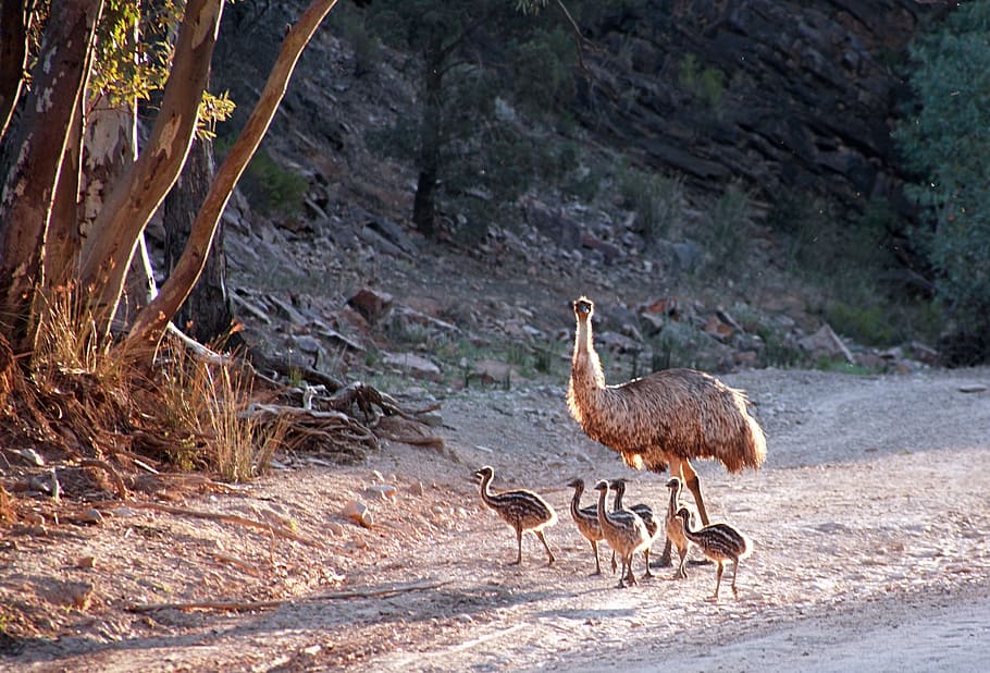 marchando, turquia, bebês, estrada, ema, austrália, pássaro, animal, animais em estado selvagem, animais selvagens