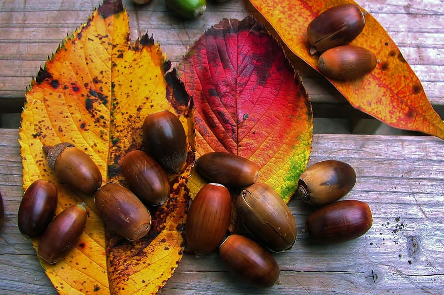 shot, autumn, leaves, acorns, Closeup, Autumn leaves, nature, fall, natural, brown