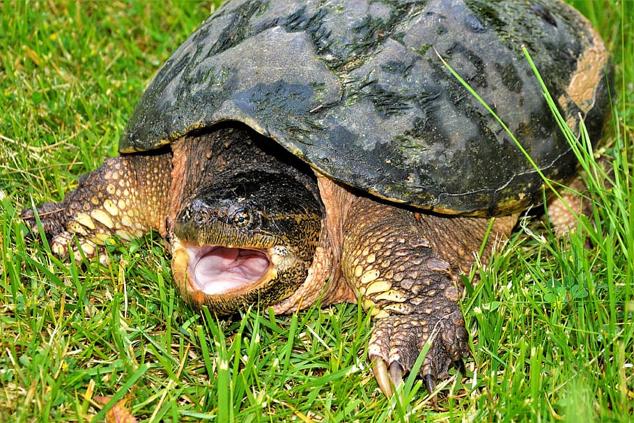 turtle, snapping turtle, open mouth, hissing, crawling, big, sharp, claws, closeup, snapping