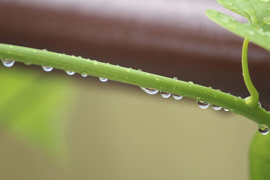 tinospora cordifolia, heartleaved moonseed, giloy, 비, 빗방울, 이슬, epipremnum aureum, 비오는 날, 물, 하락