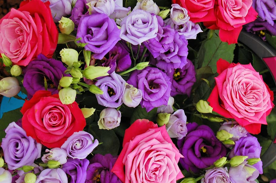 장미, 색, 화려한, farbenpracht, 낭만적, 아름다운, 장미 꽃, 꽃, 꽃 피는 식물, 자연의 아름다움