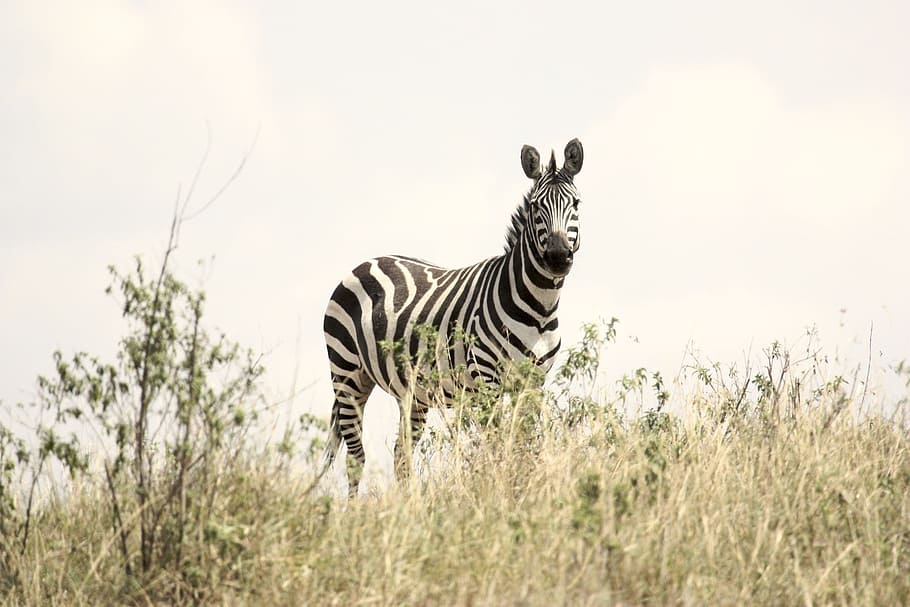 cebra, campo de hierba, durante el día, hierba, campo, safari, vida silvestre, serengeti, tanzania, cebra bebé
